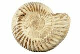 2" Polished Perisphinctes Ammonite Fossils - Madagascar - Photo 3